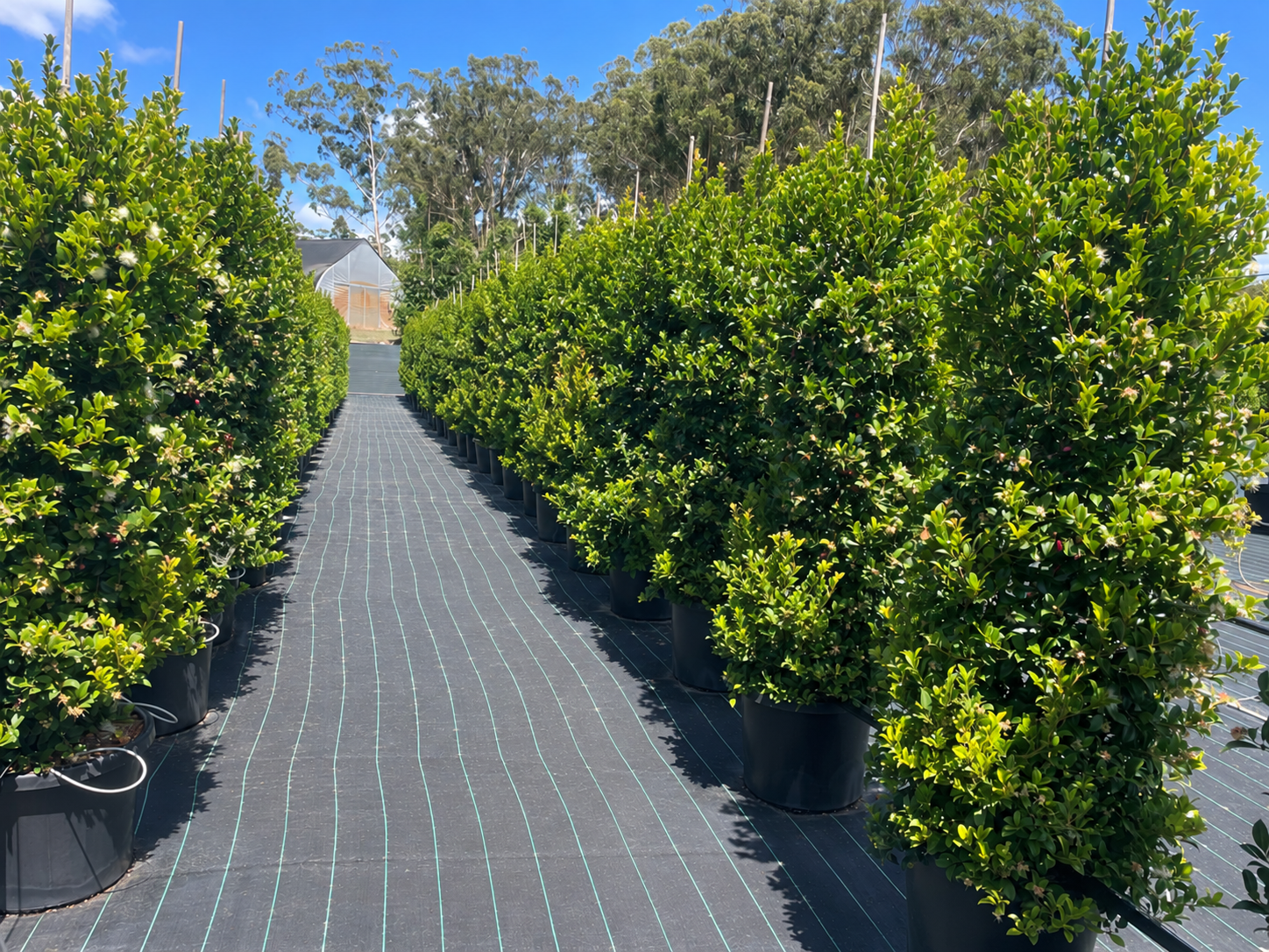 Lush rows of mature hedging plants beside an aisle at Island Acres Nursery