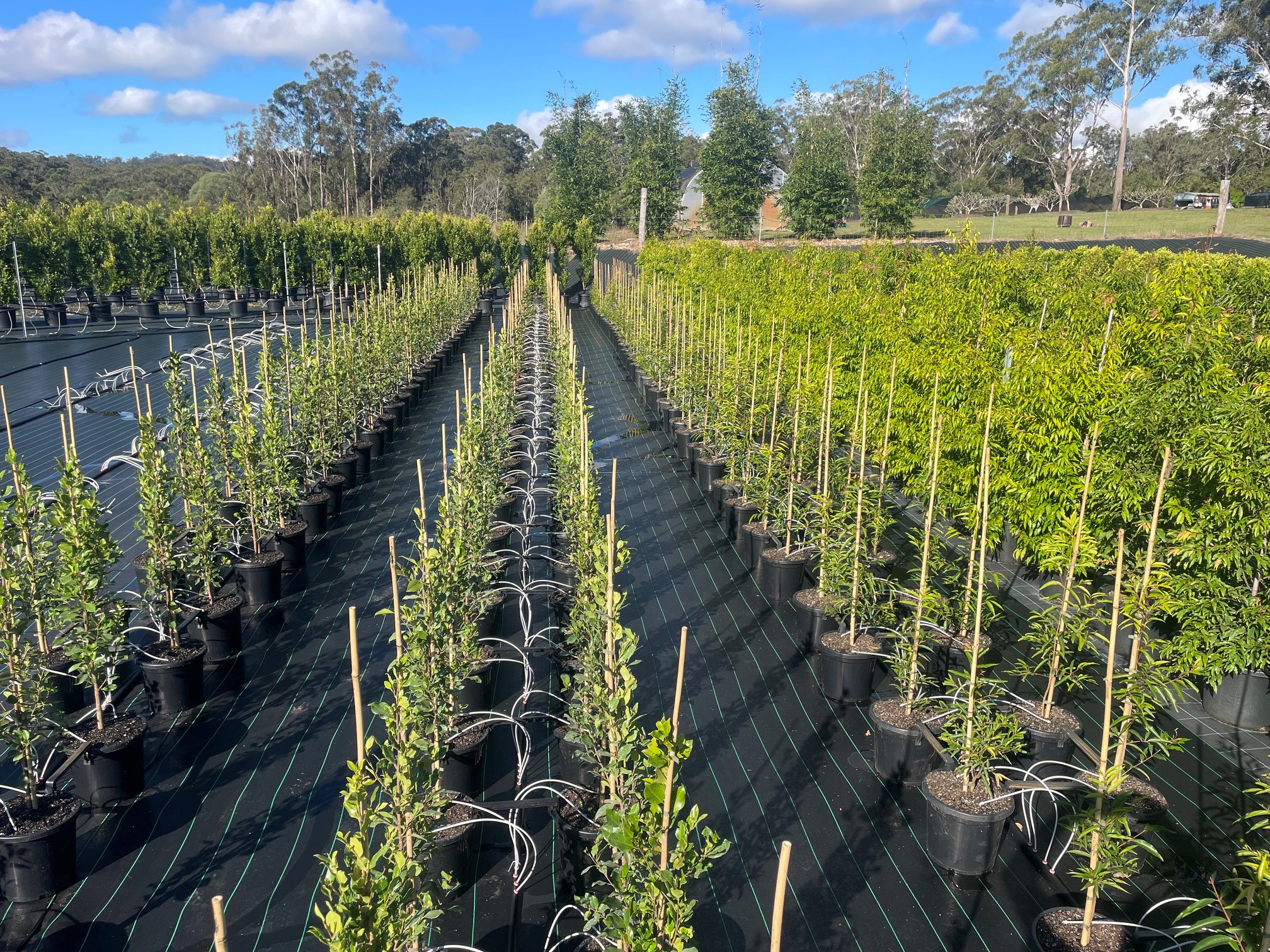 Rows of young and advanced potted plants growing at Island Acres Nursery