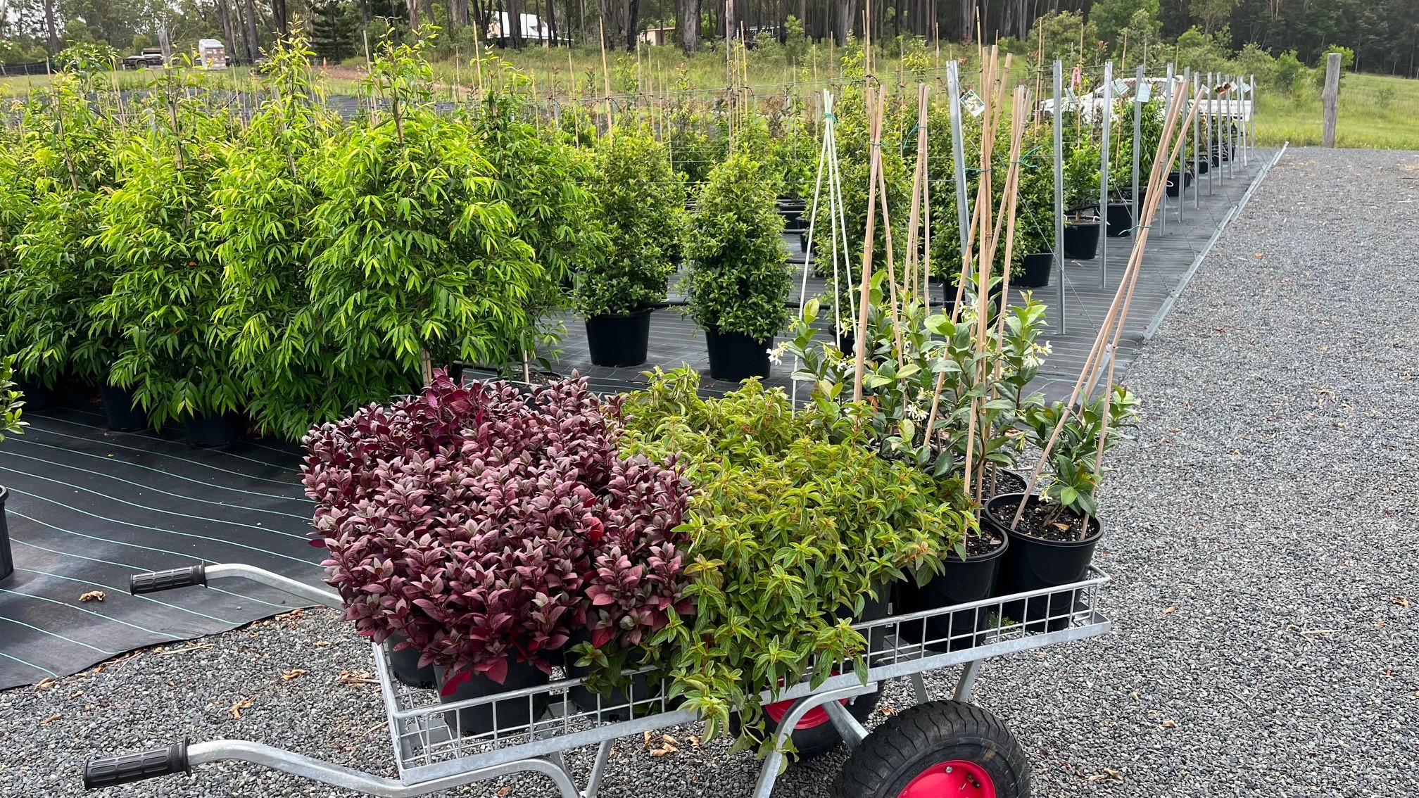 A trolley filled with colourful plants beside the nursery growing rows