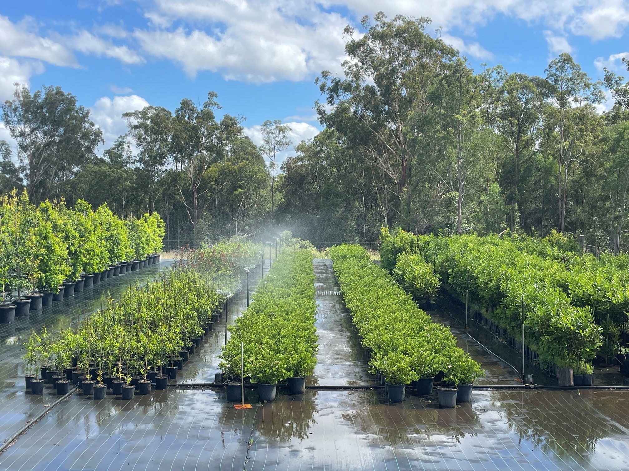 Sprinklers watering broad rows of plants at Island Acres Nursery